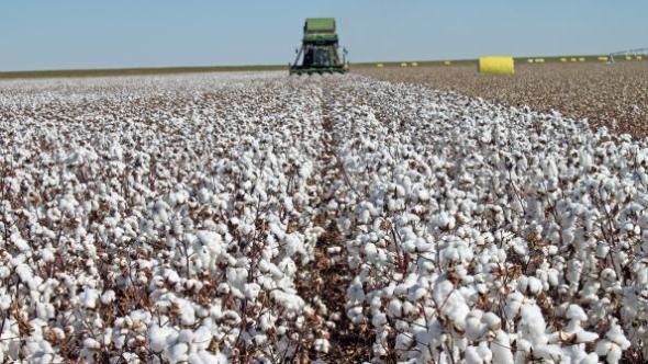 Cotton Farms In Turkmenistan